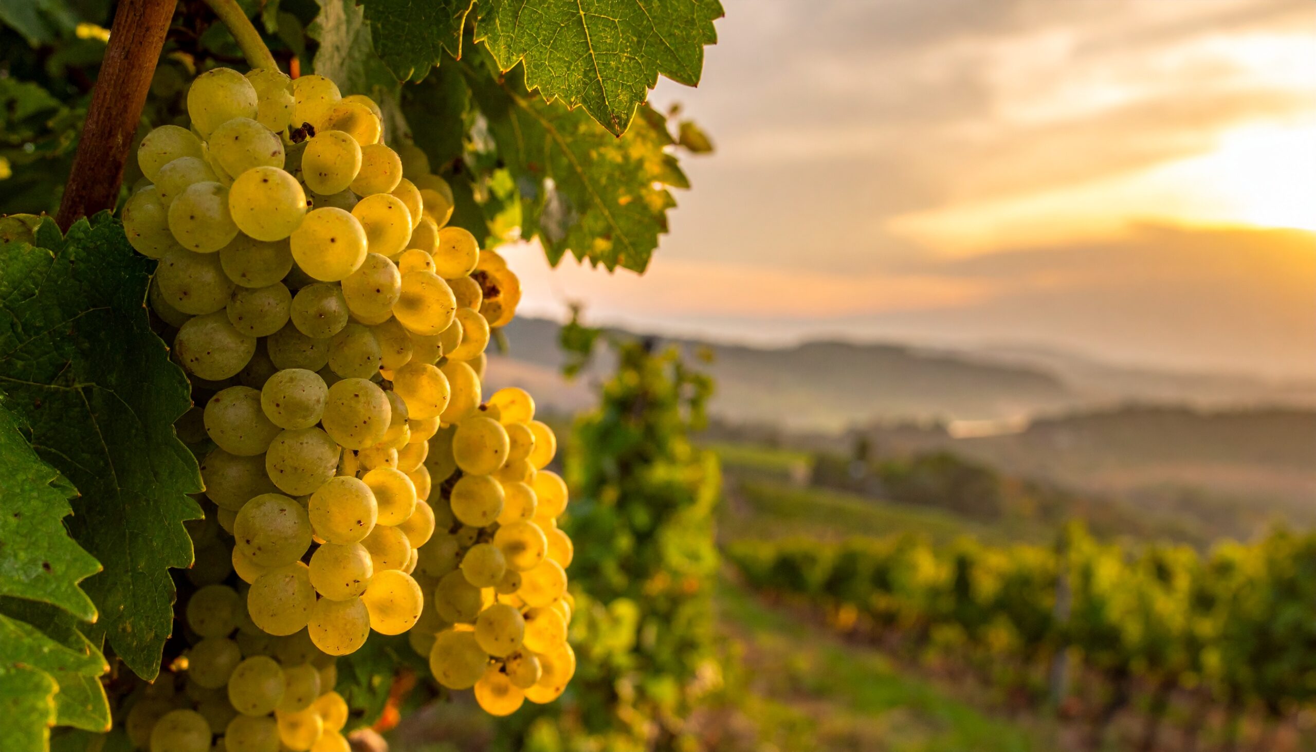Weiße Weintrauben an einem Weinstock mit Ausblick in die hügelige Landschaft